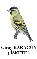 Giray Karagün