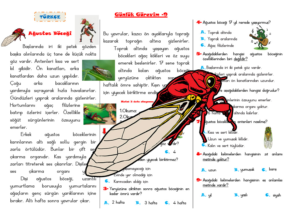 Günlük Görevim-9 (Türkçe) Ağustos Böceği Metni Okuma Anlama Test