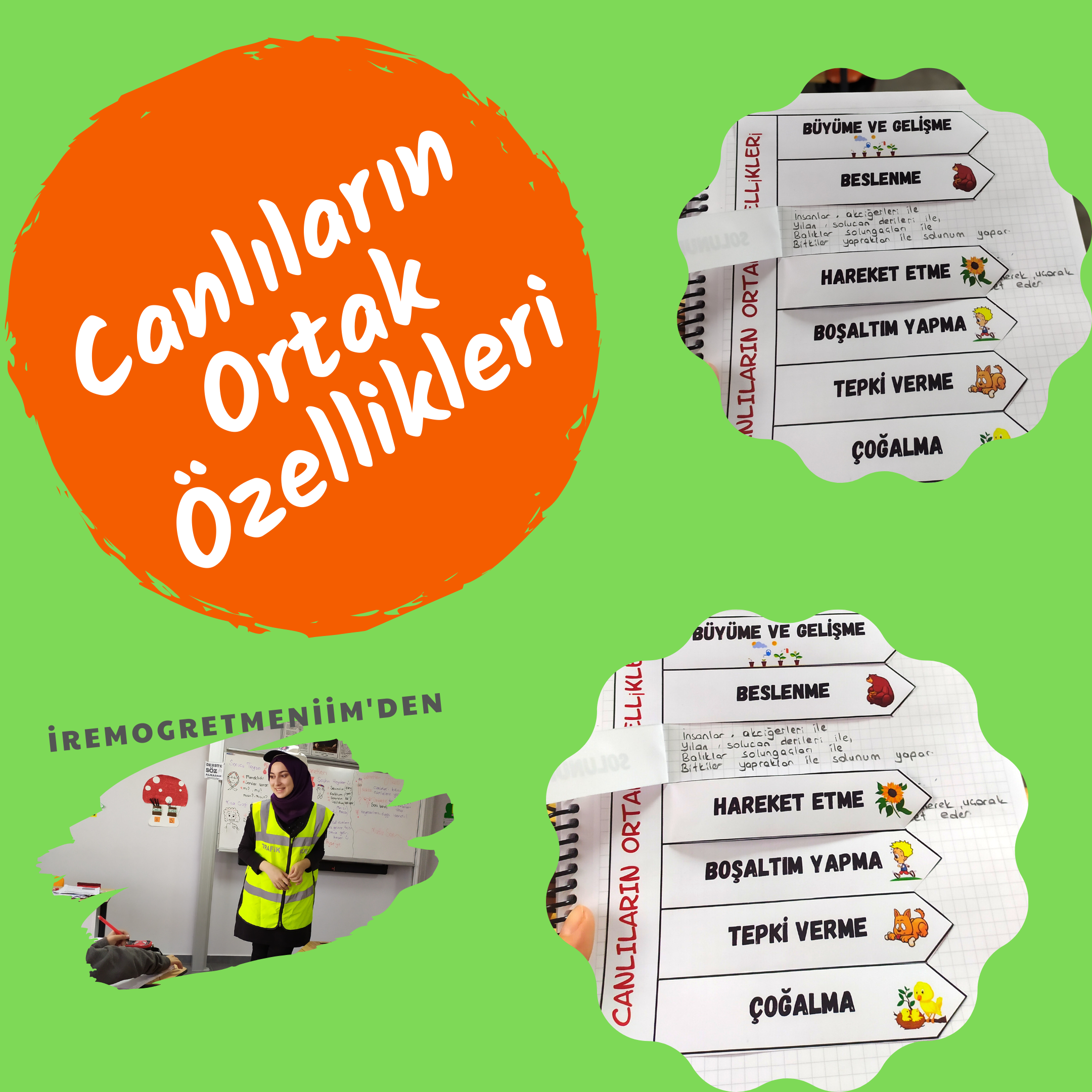 CANLILARIN ORTAK ÖZELLİKLERİ 3. SINIF
