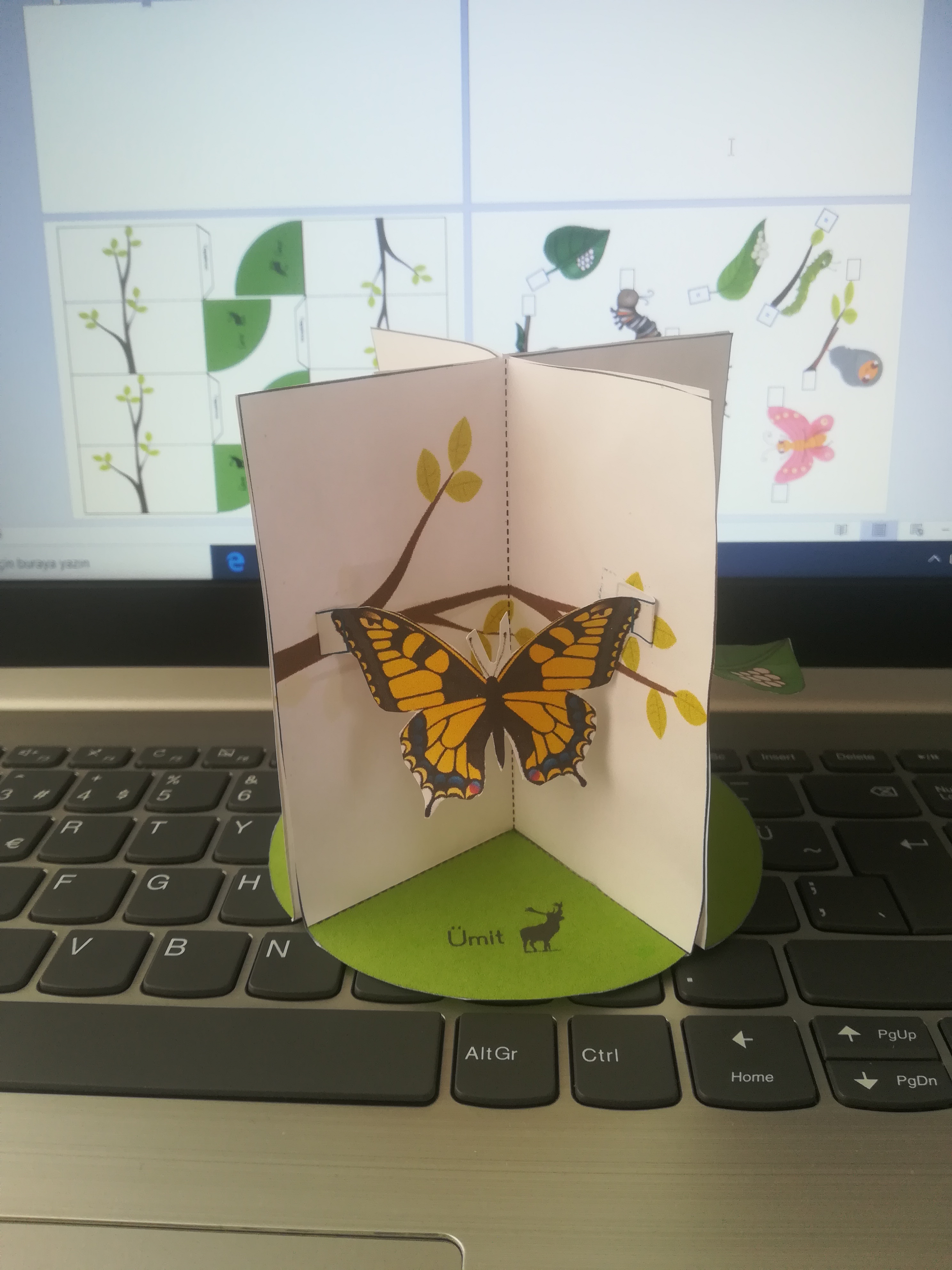  kelebeğin oluşum aşamaları (3 boyutlu)